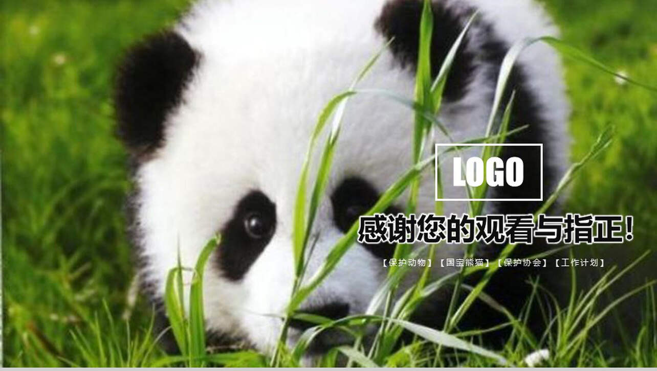 保护动物活动总结国宝熊猫主题PPT模板