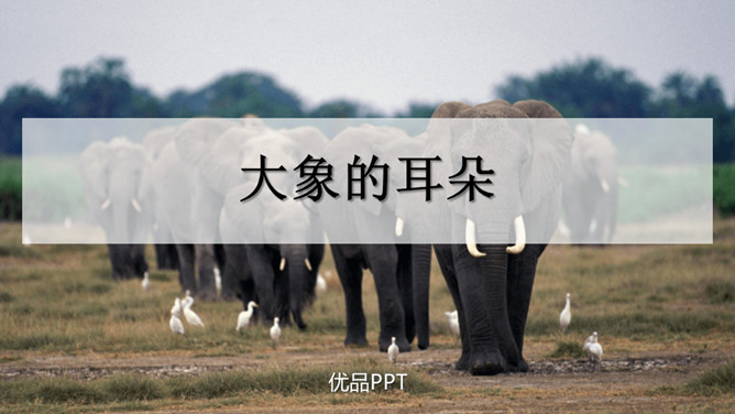 大象的耳朵PPT课件1