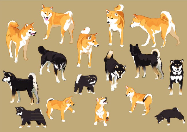 16款彩绘日本四国犬和柴犬矢量素材16设计网精选