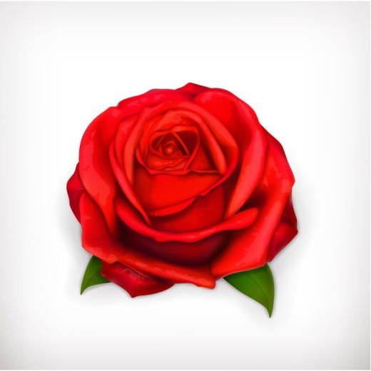 精美红色玫瑰花矢量素材16素材网精选