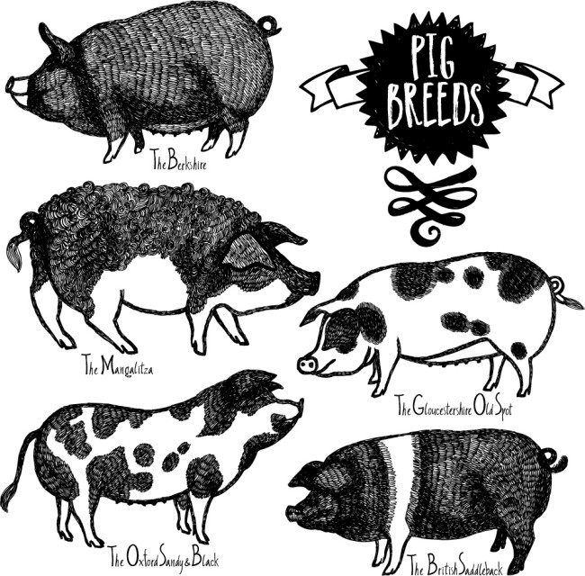 5款手绘黑白花纹猪矢量素材16设计