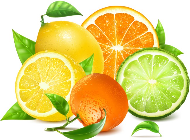 新鲜橙子和柠檬矢量素材16素材网精选
