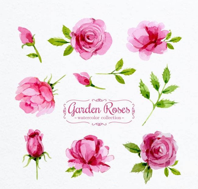 8款水彩绘粉色花园玫瑰花矢量素材16素材网精选