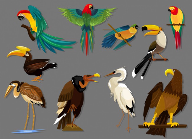 10款精美鸟类设计矢量素材16图库网精选