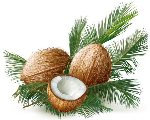 新鲜椰子和叶子矢量素材普贤居素材网精选