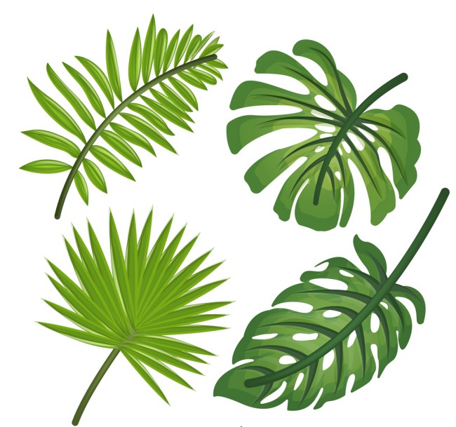 4款逼真绿色热带植物叶子矢量图素