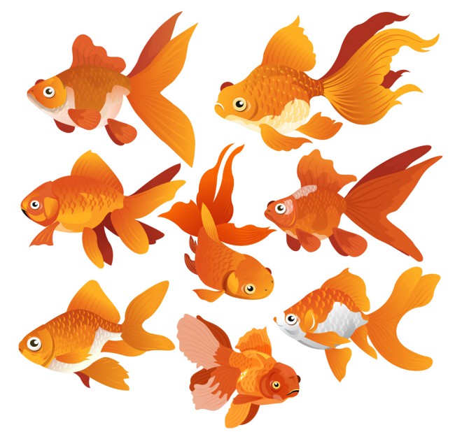 8款橙色金鱼设计矢量素材普贤居素材网精选