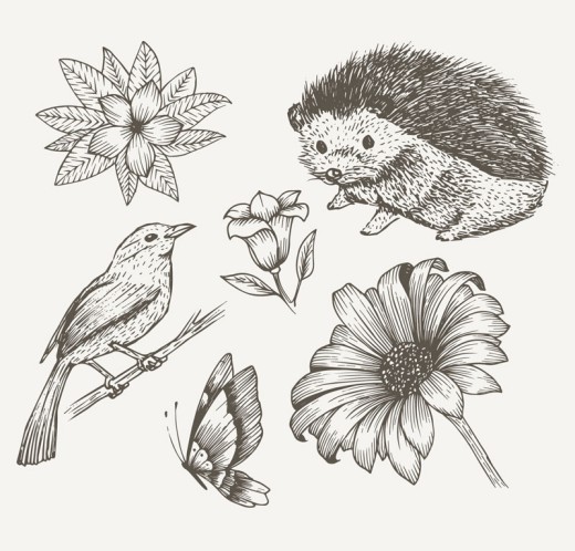 6款手绘动植物设计矢量素材16图库网精选