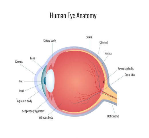 人的眼睛结构图矢量素材普贤居素材