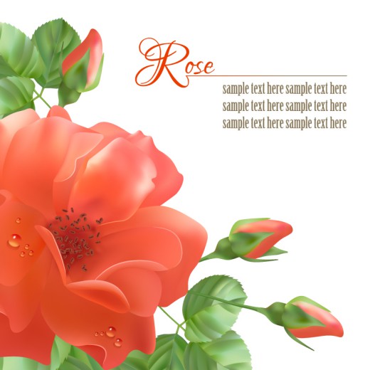 红色玫瑰花背景矢量素材16设计网精