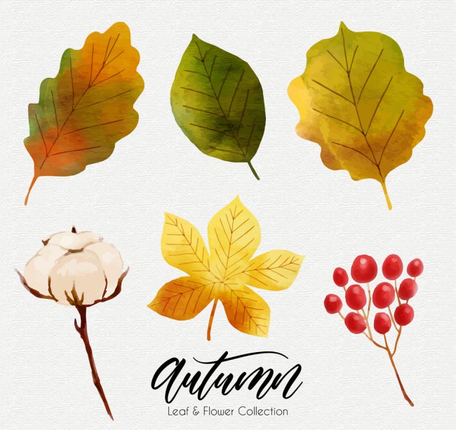 6款水彩绘秋季植物矢量素材16素材网精选