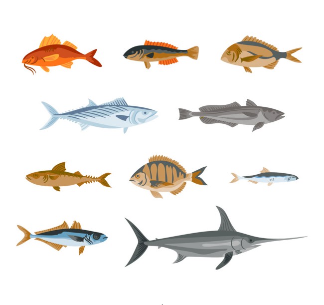 10款彩绘逼真鱼类设计矢量图16图库网精选