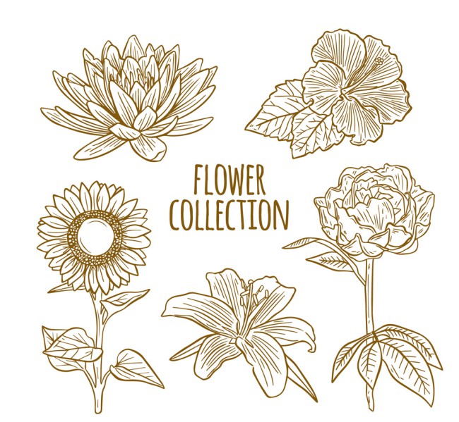 5款手绘花卉设计矢量素材16图库网精选