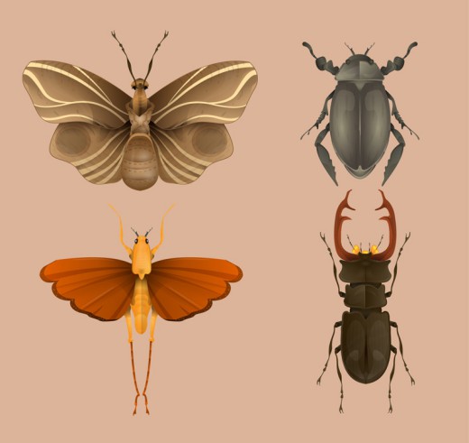 4款创意昆虫设计矢量素材普贤居素