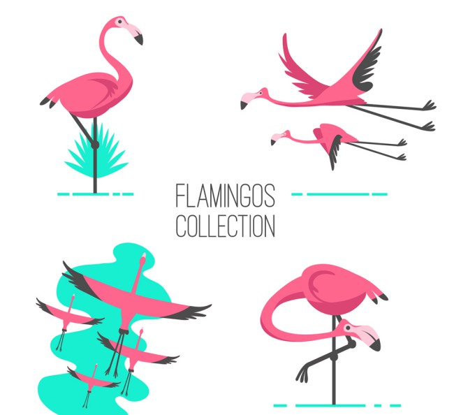 4组粉色热带火烈鸟矢量素材16设计网精选
