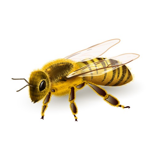 逼真蜜蜂设计矢量素材16设计网精选