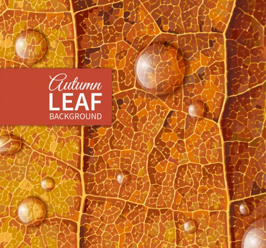 带露珠的秋季树叶矢量素材16图库网精选