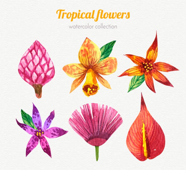 6款水彩绘热带花朵矢量素材16素材网精选