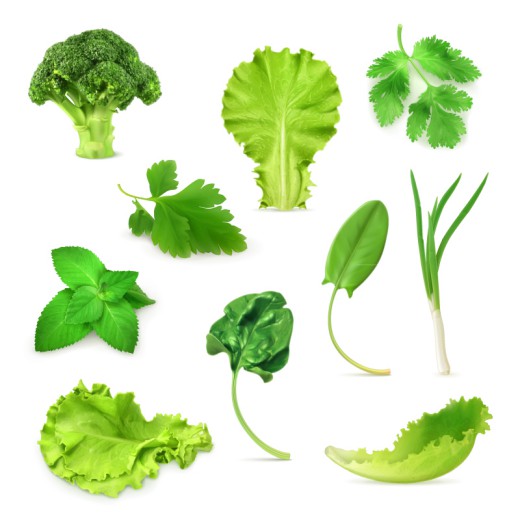 10款精美绿色蔬菜矢量素材16图库网