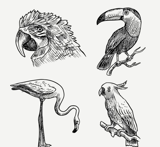 4款逼真手绘鸟类设计矢量图素材中国网精选