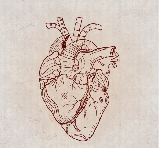 手绘心脏器官插图矢量素材素材天下