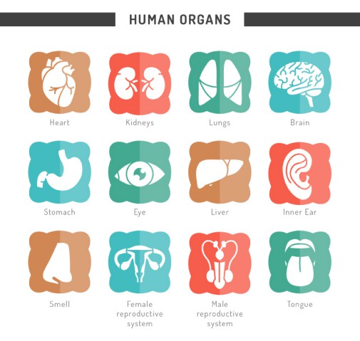 12种人体器官图标矢量图普贤居素材