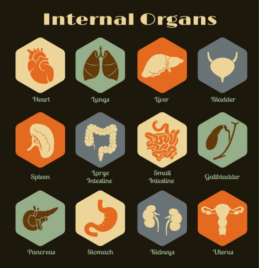 12个复古内脏器官图标设计矢量素材