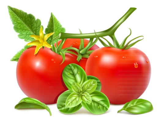 新鲜带花红番茄矢量素材素材中国网精选