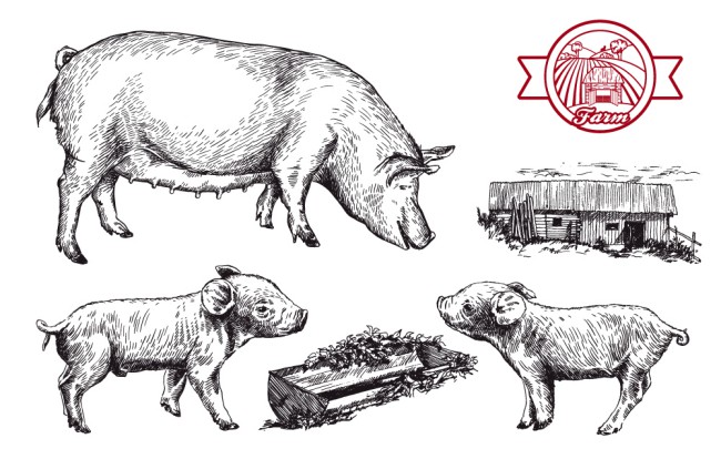 3款手绘猪设计矢量素材16图库网精选