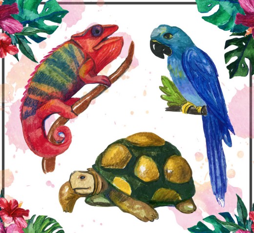 3款水彩绘热带动物设计矢量素材素材天下精选