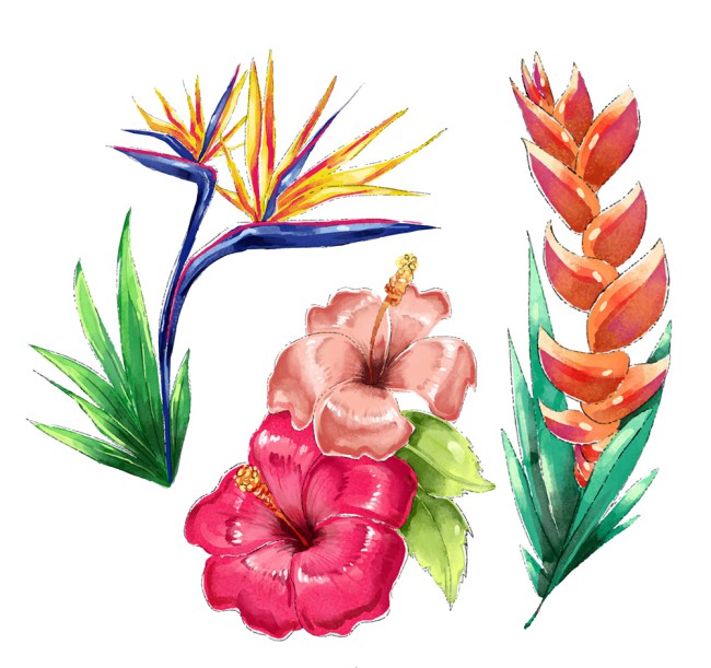 3款水彩绘热带花卉矢量素材16素材网精选