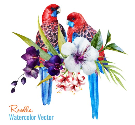 水彩绘玫瑰鹦鹉矢量素材16设计网精选