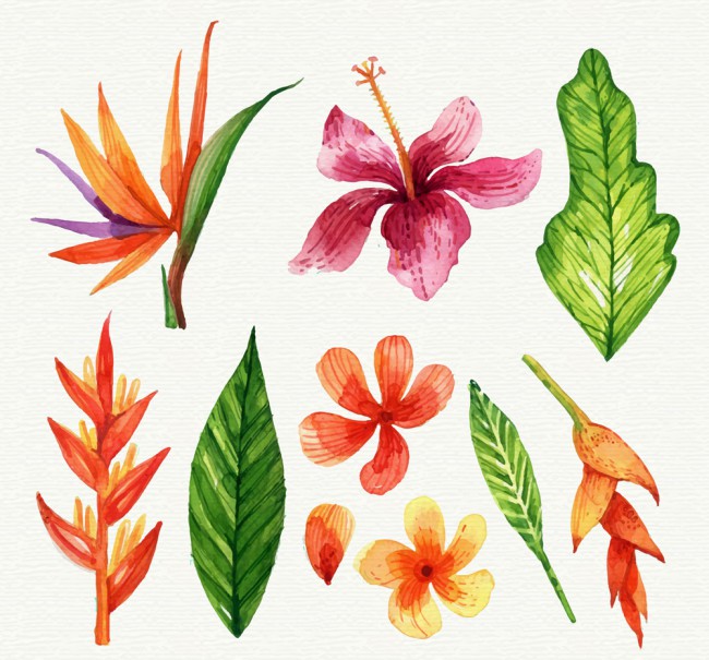 9款彩绘热带花朵和叶子矢量素材普贤居素材网精选
