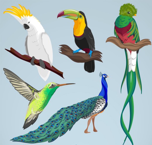 5款彩色鸟类设计矢量素材16素材网精选