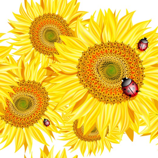 精美向日葵与瓢虫设计矢量素材16图