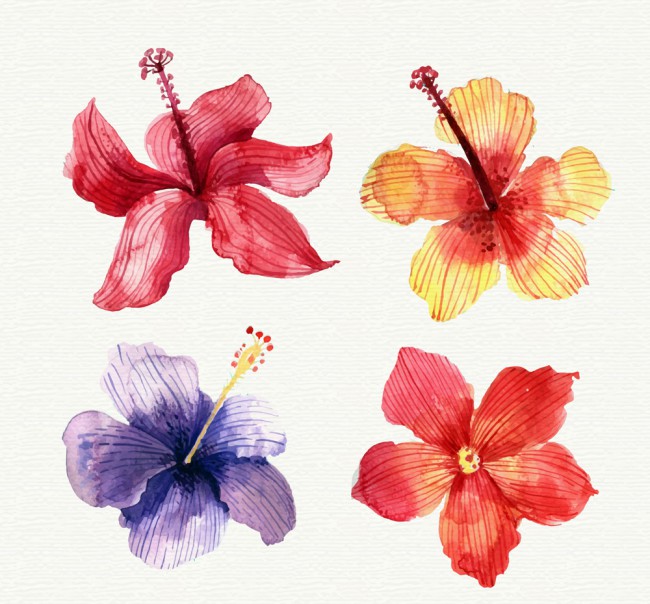 4款水彩绘热带花朵矢量素材普贤居素材网精选