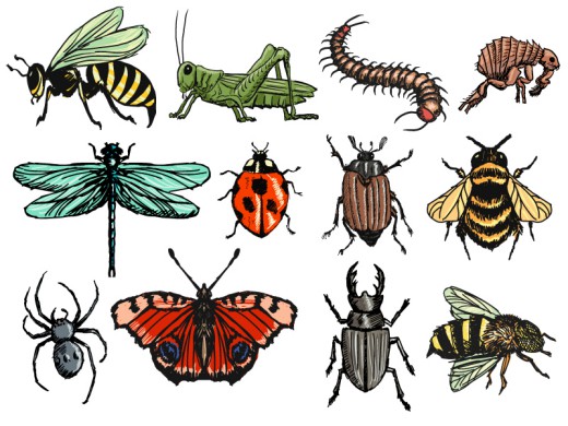 12款彩绘昆虫设计矢量素材16图库网精选