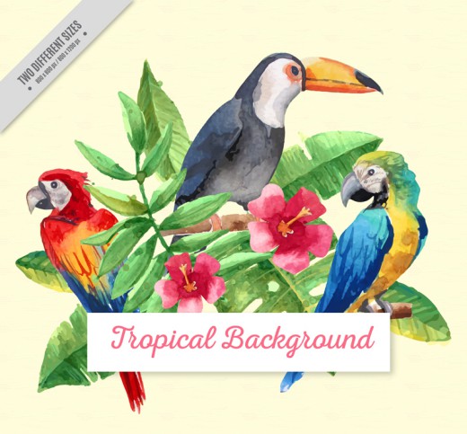 3只水彩绘热带鸟类和朱槿矢量图素