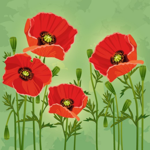 4朵红色罂粟花矢量素材16图库网精选