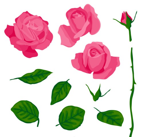 11款粉色玫瑰与叶子矢量素材16素材网精选