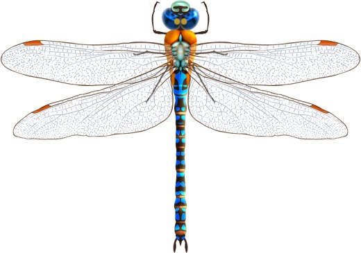 蓝色蜻蜓设计矢量素材16素材网精选