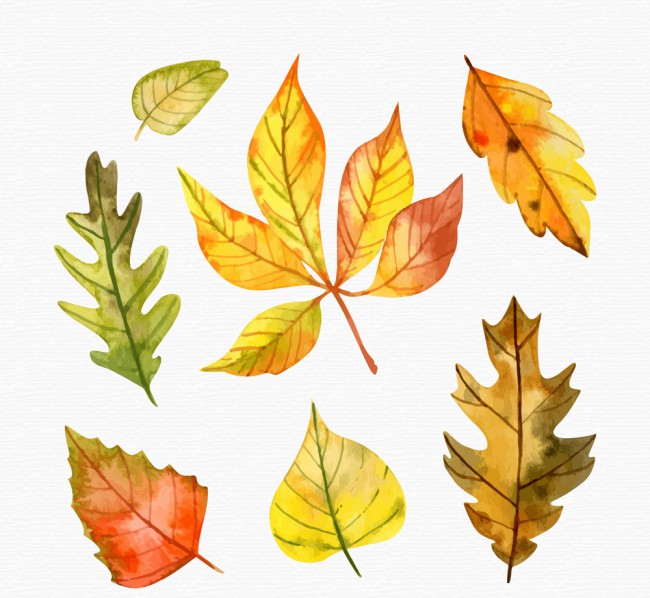 7款水彩绘秋季树叶矢量素材16素材网精选