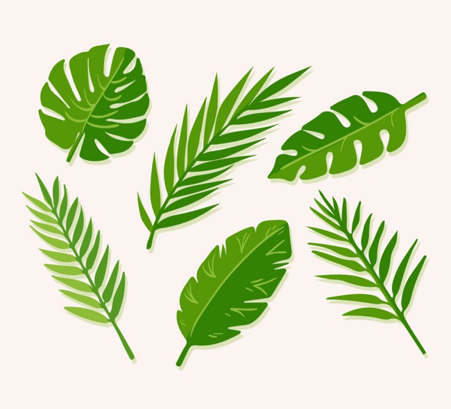 6款绿色棕榈树叶设计矢量素材素材天下精选