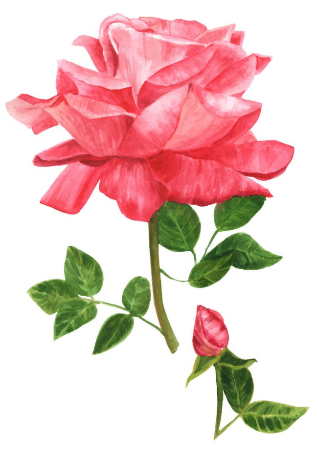 彩绘玫瑰花设计矢量素材16图库网精选