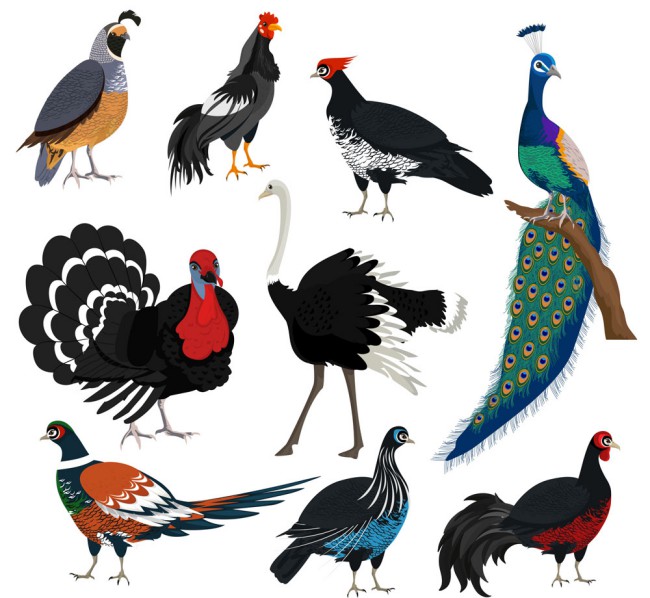 9款创意鸟类设计矢量素材16图库网