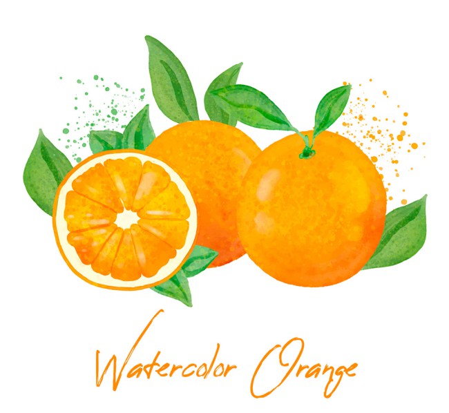 彩绘新鲜橙子矢量素材素材中国网精选