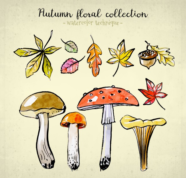7款彩绘秋季树叶和4款蘑菇矢量图普贤居素材网精选