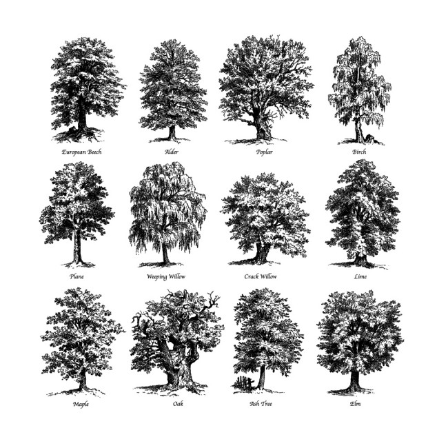 12款手绘茂盛树木矢量素材16设计网精选