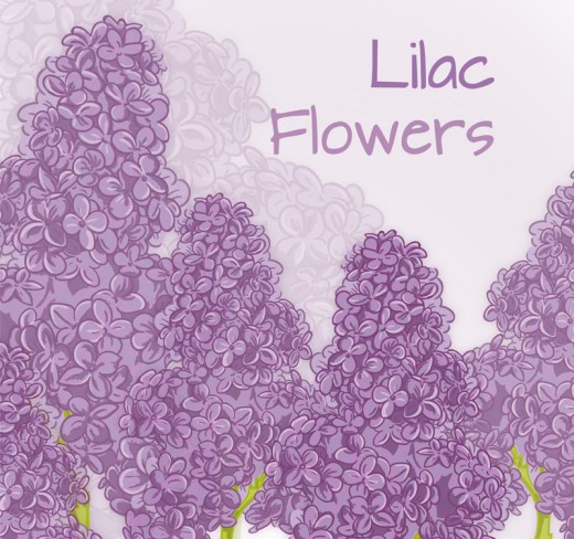 彩绘紫色丁香花矢量素材16设计网精