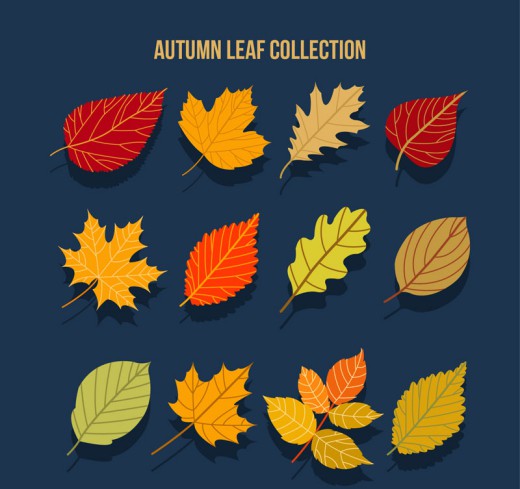 12款美丽秋季树叶矢量素材16图库网精选